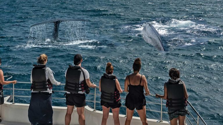 Read more about the article Whale Watching in Sri Lanka A Majestic Encounter