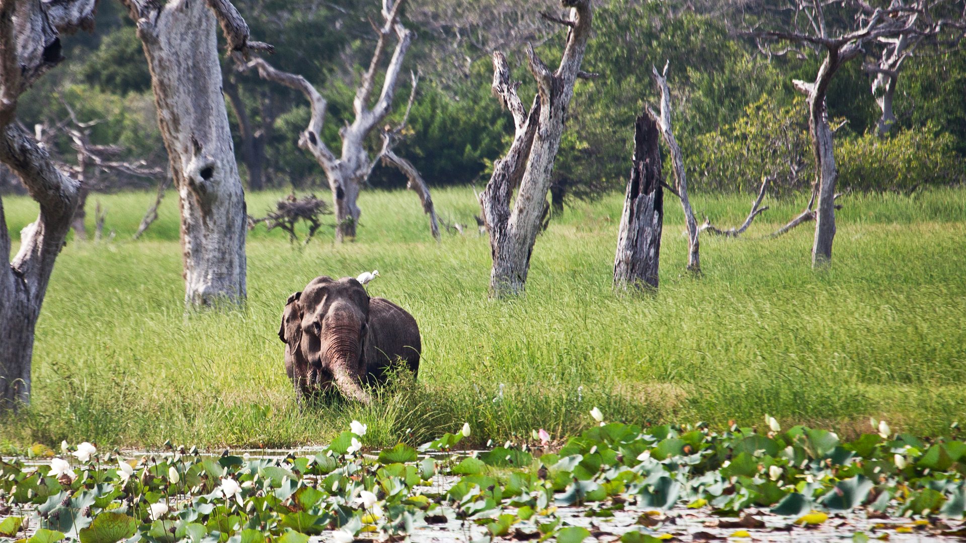 yala-national-park-sri-lanka-scenery-elephant (1)